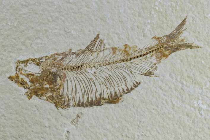 Detailed Fossil Fish (Knightia) - Wyoming #165864